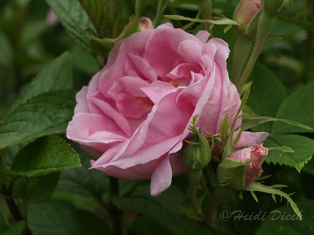 Rosa De Quatre Saisons_1.JPG